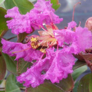 Lagerstroemia Summer Beauty Centennial - Mirto crespo