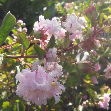 Lagerstroemia Summer Beauty Hope - Mirto crespo