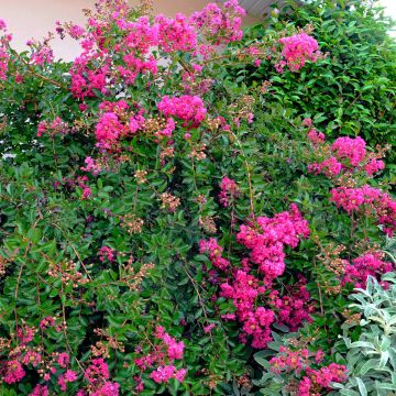 Lagerstroemia Mimie Fuchsia - Mirto crespo