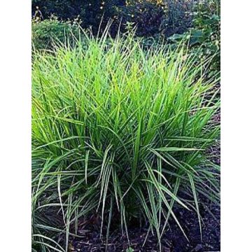 Carex muskingumensis variegata - Carice palma