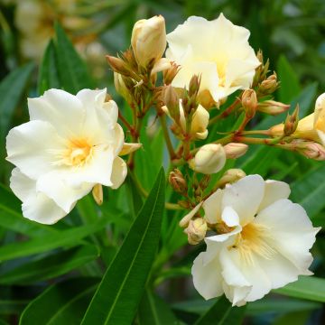 Nerium oleander Luteum Plenum - Oleandro