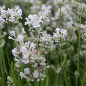 Lavandula angustifolia Arctic Snow - Lavanda vera