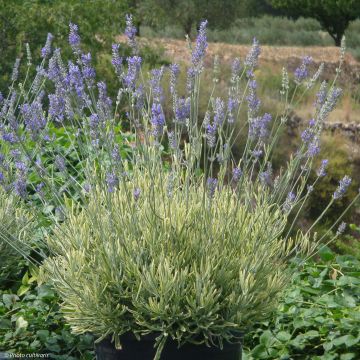 Lavandula intermedia Platinum Blonde - Lavandino