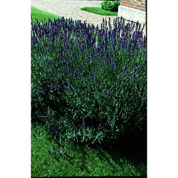 Lavandula vera - angustifolia Bio - Lavanda