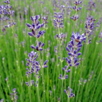 Lavandula angustifolia Dwarf Blue - Lavanda vera