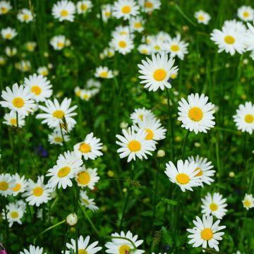 Leucanthemum vulgare Maikonigin - Margherita comune