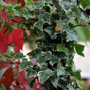 Hedera helix Glacier - Edera variegata