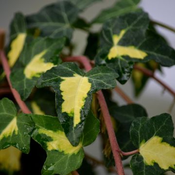 Hedera helix Oro di Bogliasco Goldheart - Edera variegata