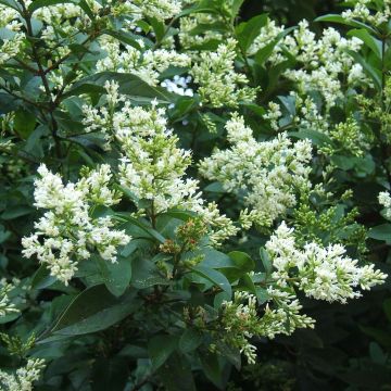 Ligustrum ovalifolium - Ligustro a foglie ovali