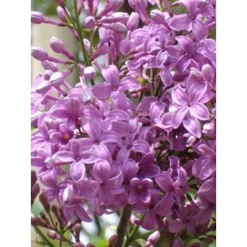 Syringa chinensis Saugeana - Lillà