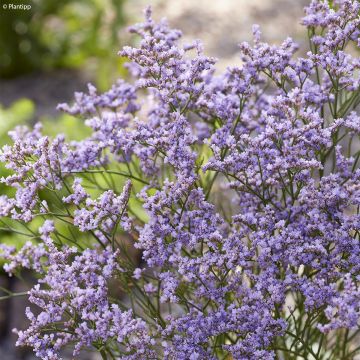 Limonium gmelinii Dazzle Rocks