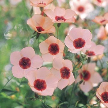 Linum grandiflorum Charmer Salmon - Lino scarlatto