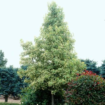 Liquidambar styraciflua Albomarginata Manon - Storace americano