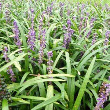 Liriope muscari Evergreen Giant