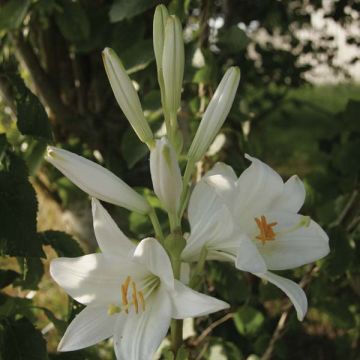 Lilium candidum - Giglio di Sant'Antonio