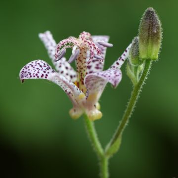 Tricyrtis hirta Tricyrtis hirta