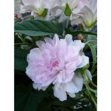 Calystegia hederacea Flore Pleno