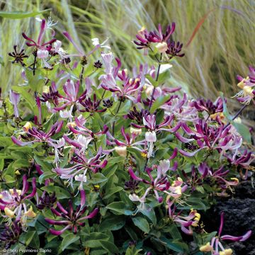 Lonicera periclymenum Chic et Choc - Caprifoglio atlantico