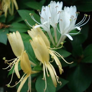 Lonicera japonica Halliana - Caprifoglio giapponese