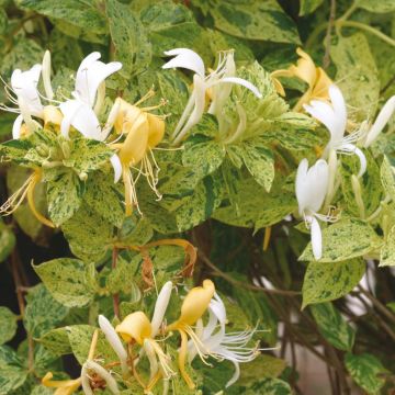 Lonicera japonica Mint Crisp - Caprifoglio giapponese