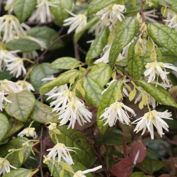 Loropetalum chinense - Loropetalo