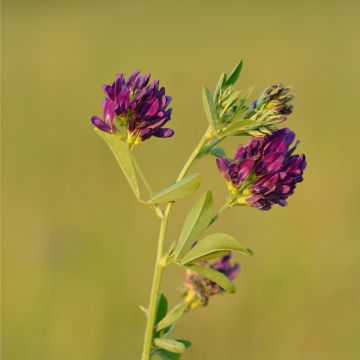 Medicago sativa - Erba medica