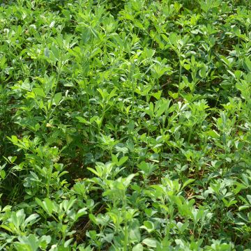 Medicago sativa - Erba medica - Ferme de Sainte Marthe