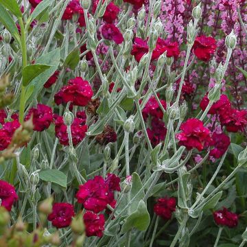 Lychnis coronaria Gardener's World - Crotonella coronaria