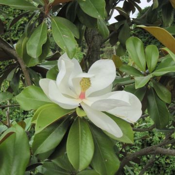 Magnolia grandiflora Galissoniere