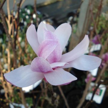 Magnolia Leonard Messel