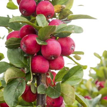 Malus transitoria Appletini Gulliver - Melo ornamentale