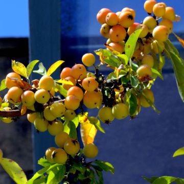 Malus Golden Hornet - Melo da fiore