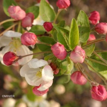 Malus Evereste 'Perpetu' - Melo da fiore