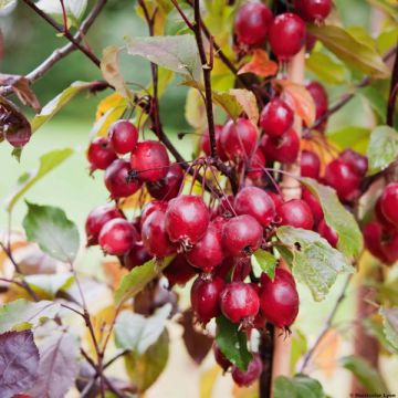 Malus Red Obelisk - Melo da fiore