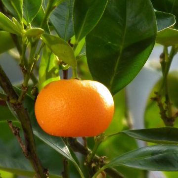 Citrus deliciosa - Mandarino