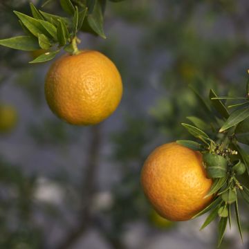 Citrus aurantium var. myrtifolia - Chinotto