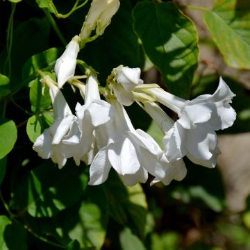 Mandevilla laxa - Gelsomino del Cile