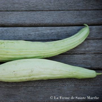 Melone Cetriolo armeno Bio - Ferme de Sainte Marthe