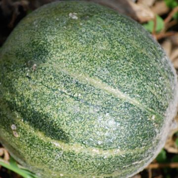 Melone Petit gris de Rennes Bio - Ferme de Sainte Marthe