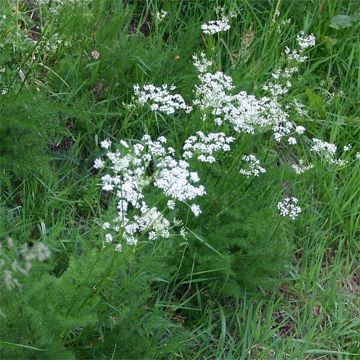 Meum athamanticum - Finocchiello