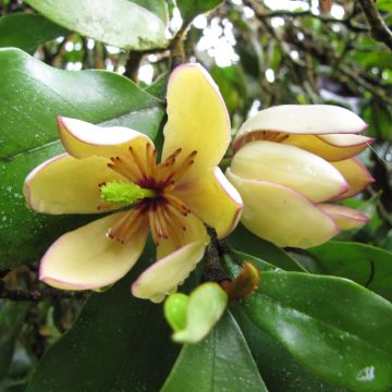 Magnolia figo