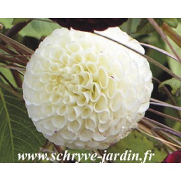 Dalia ball Flocon de neige