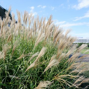 Miscanthus floridulus - Miscanto florido