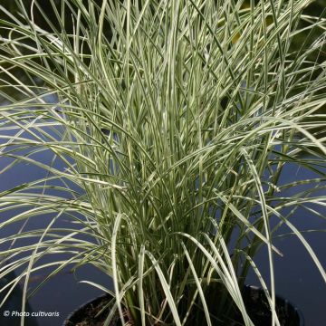 Miscanthus sinensis Morning Bright