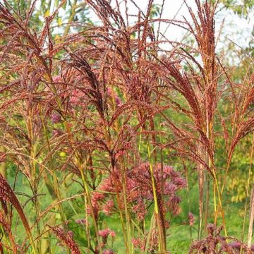 Miscanthus sinensis Sarabande