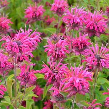 Monarda Heidelerche - Monarda