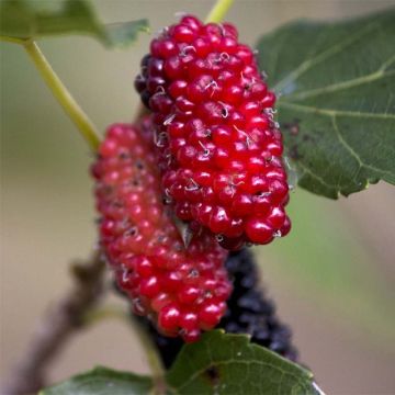 Gelso comune Giant Fruit