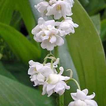 Convallaria majalis Prolificans - Mughetto