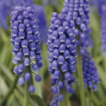 Muscari armeniacum Big Smile