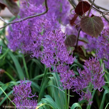 Muscari comosum Plumosum - Cipollaccio